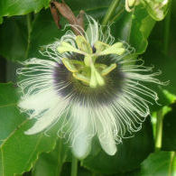 passion flower